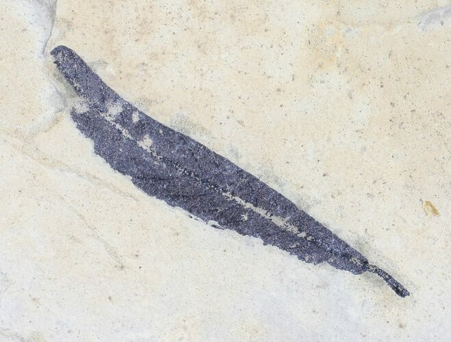 Fossil Cedrelospermum Leaf - Green RIver Formation #57257